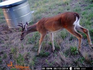 wildlife-waterer3